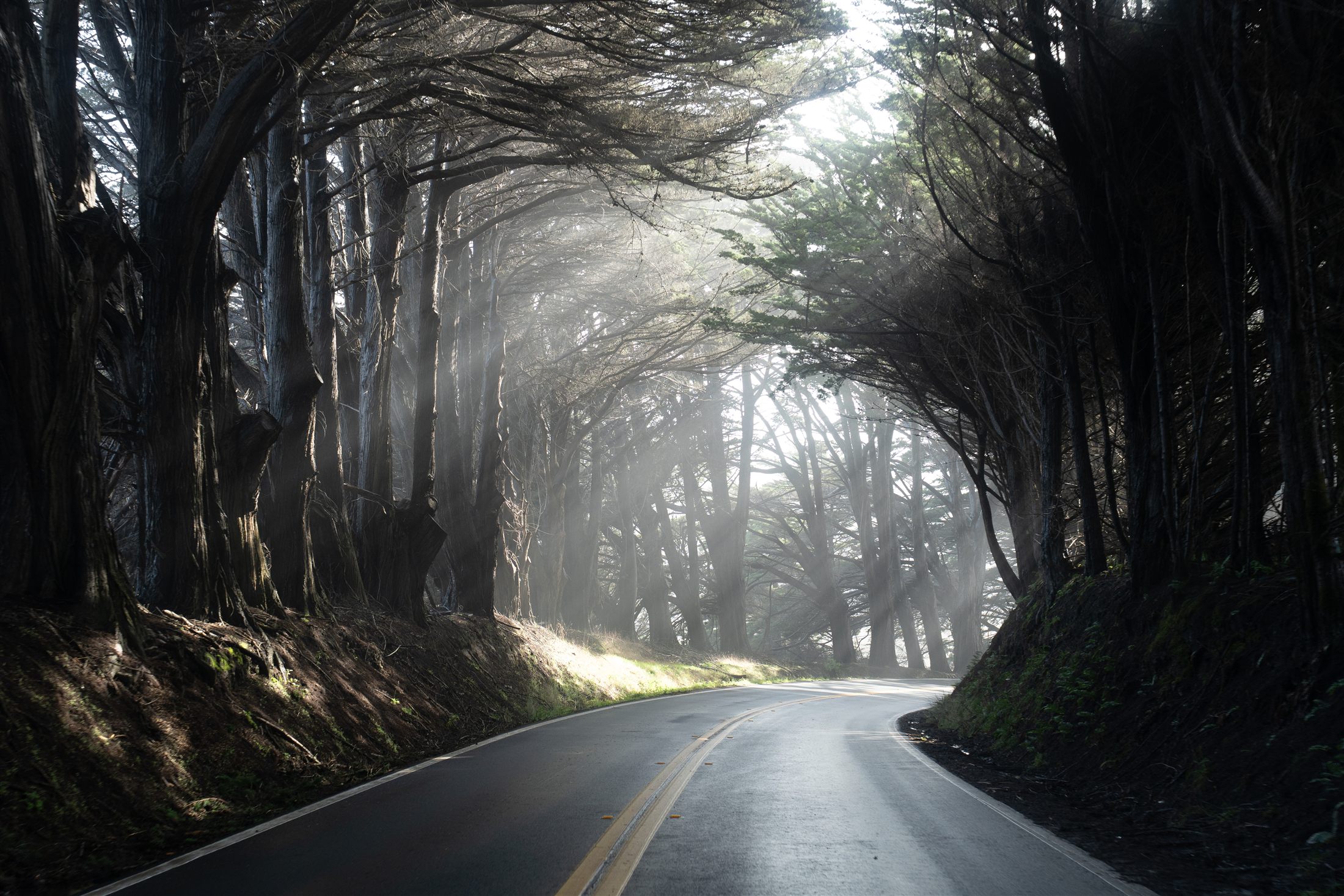 Road passing through a dark tunnel of cypress trees